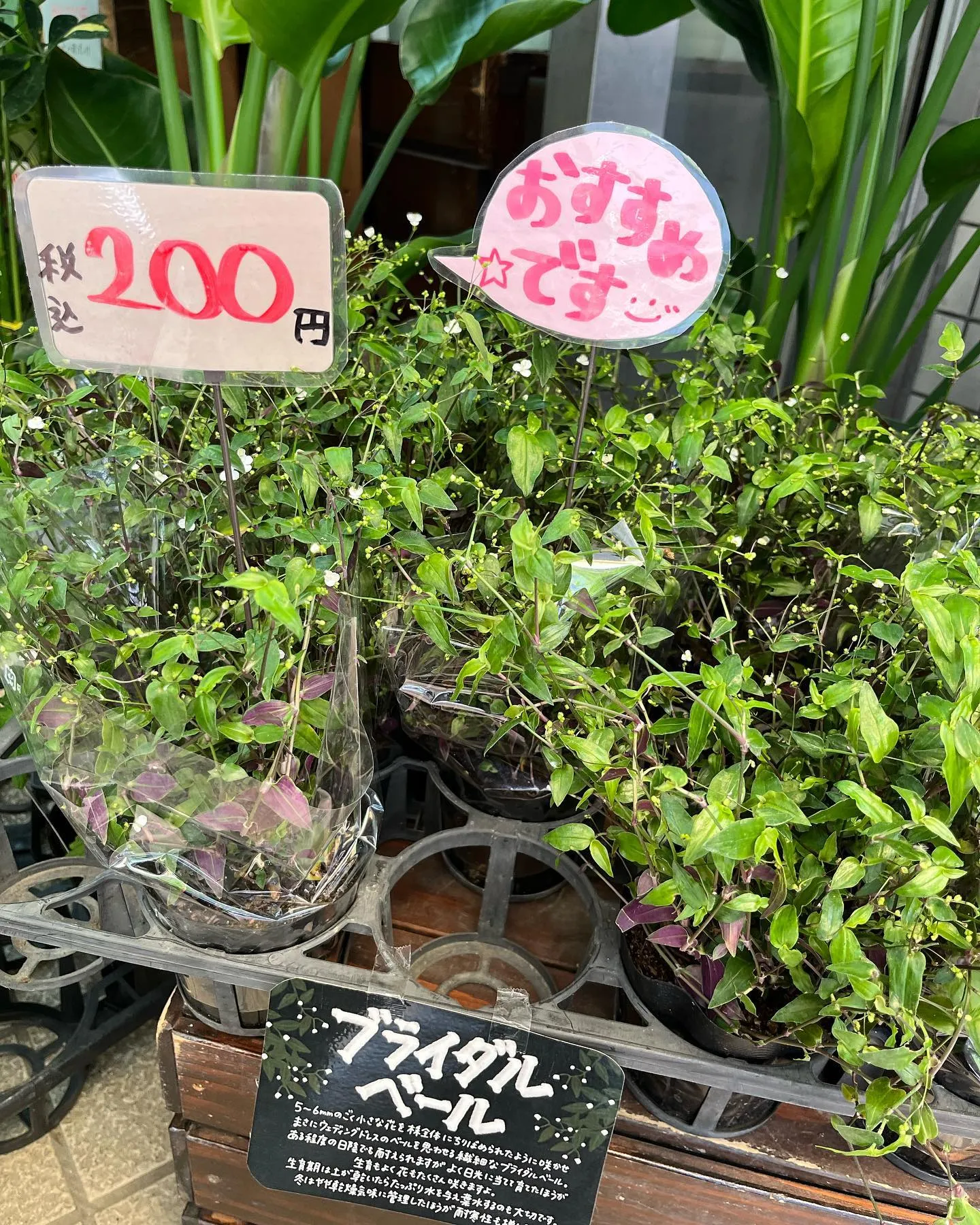 こんにちは😊梅雨が始まりますが🥲