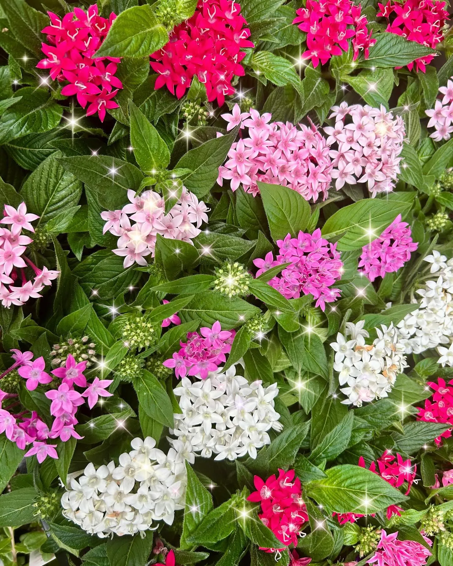 『花ichiba水道筋本店』です😊🌹